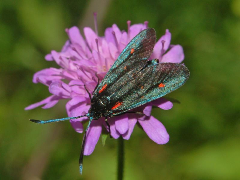 Una Zygaena con pochi punti rossi